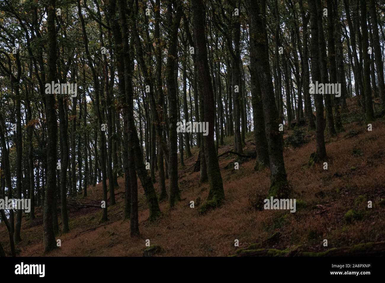 Woods dans les Brecon Beacons Banque D'Images