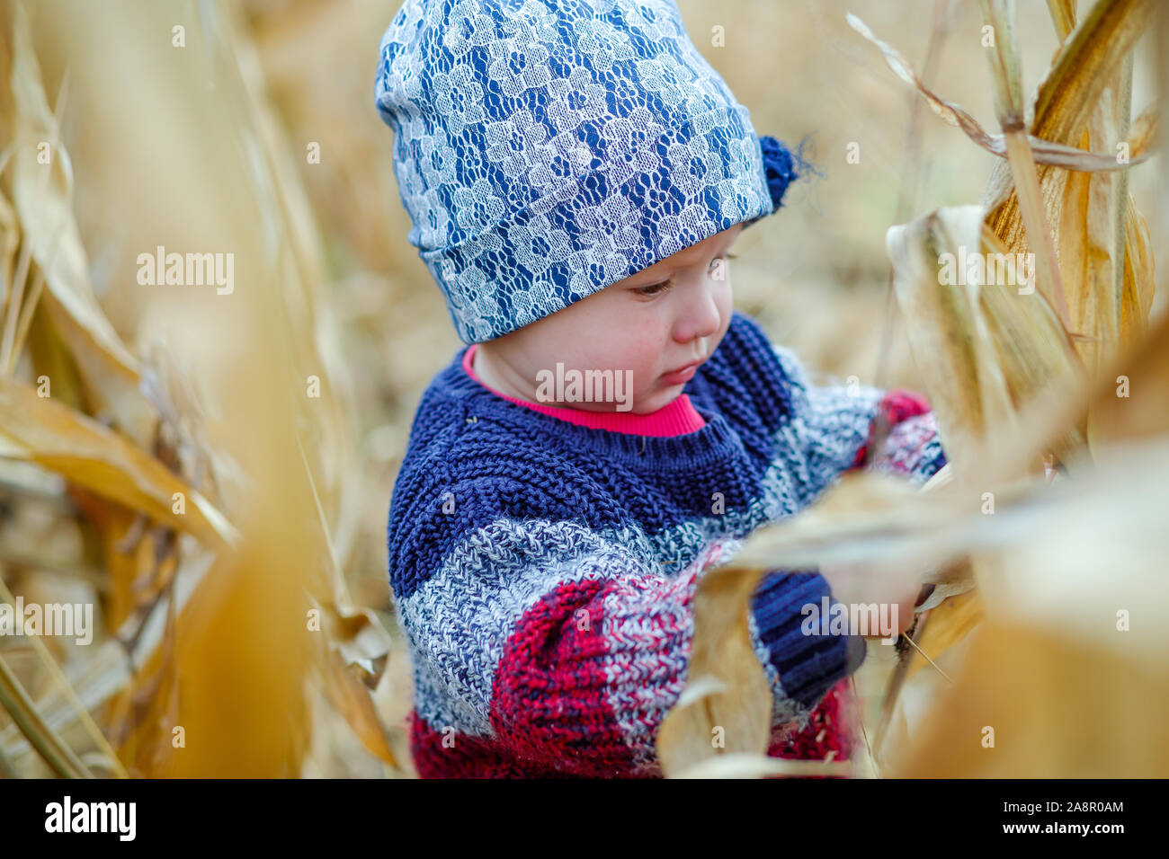 Beau Bébé au chaud pull élégant debout dans milieu de champ de maïs. La  récolte. L'agriculture biologique pour les enfants. Enfant mignon sur un  automne brumeux Photo Stock - Alamy