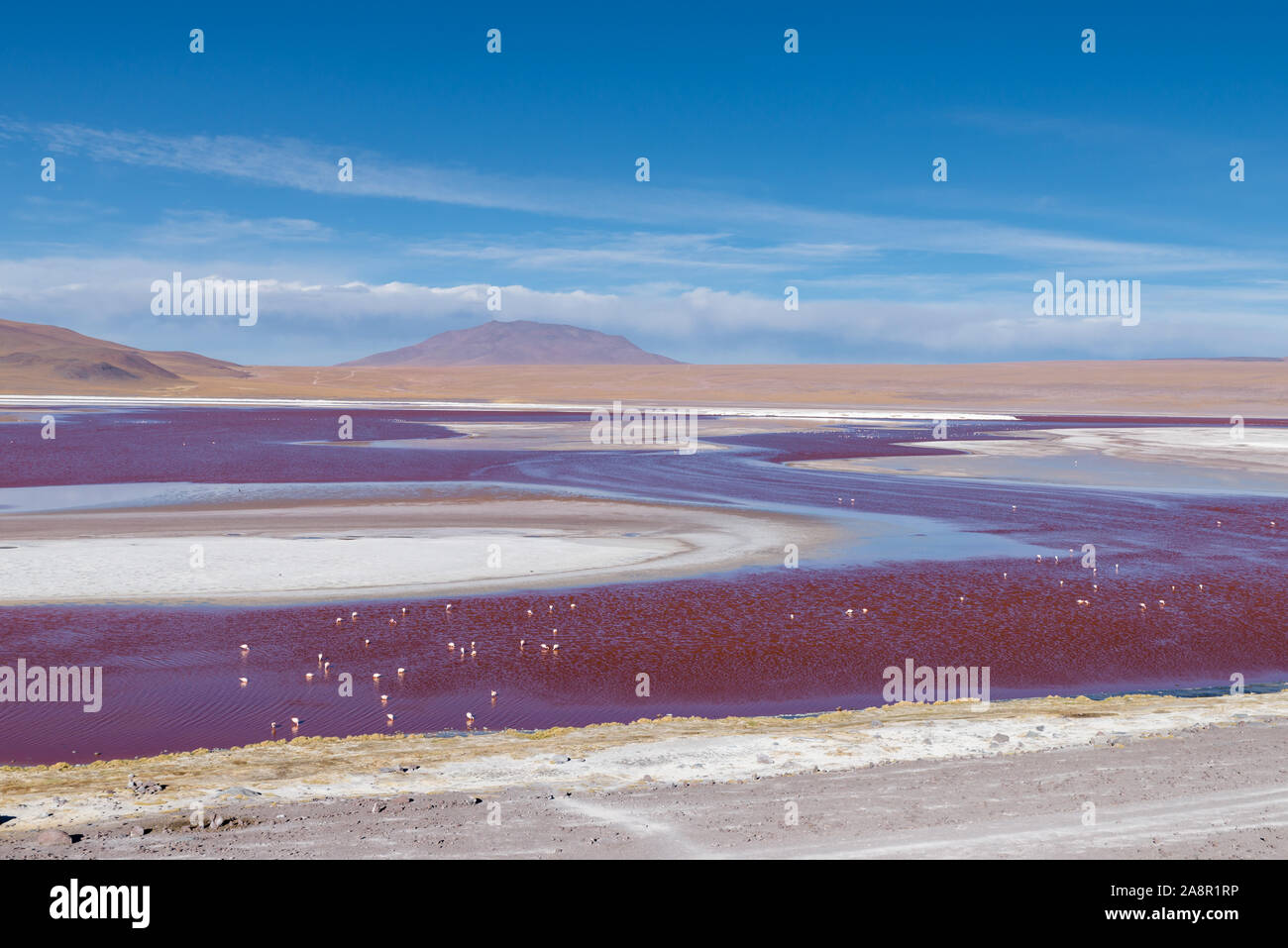 La Laguna Colorada, Eduardo Avaroa Réserve nationale, Bolivie Banque D'Images