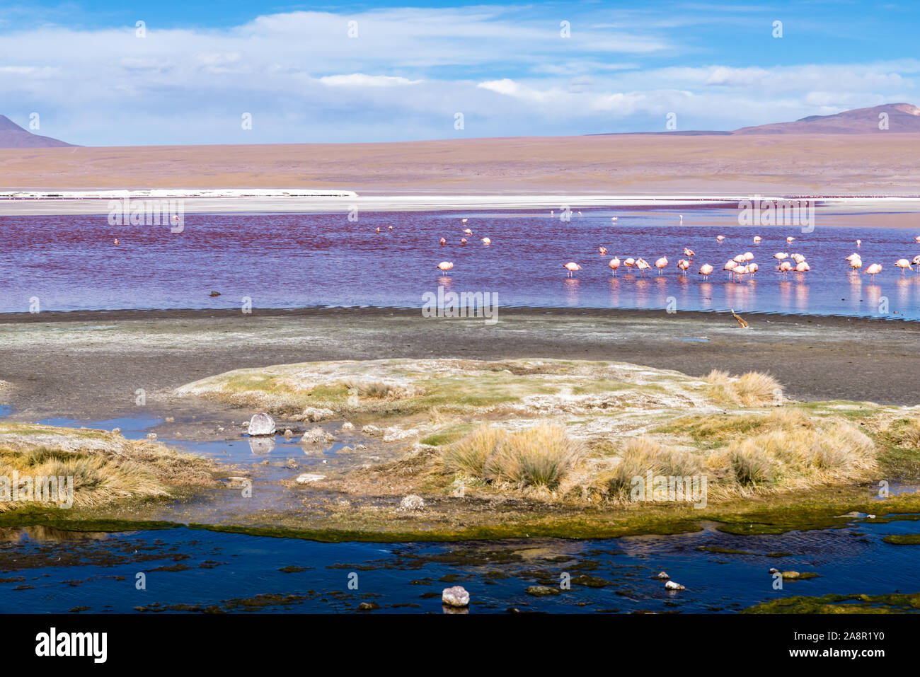 La Laguna Colorada, Eduardo Avaroa Réserve nationale, Bolivie Banque D'Images