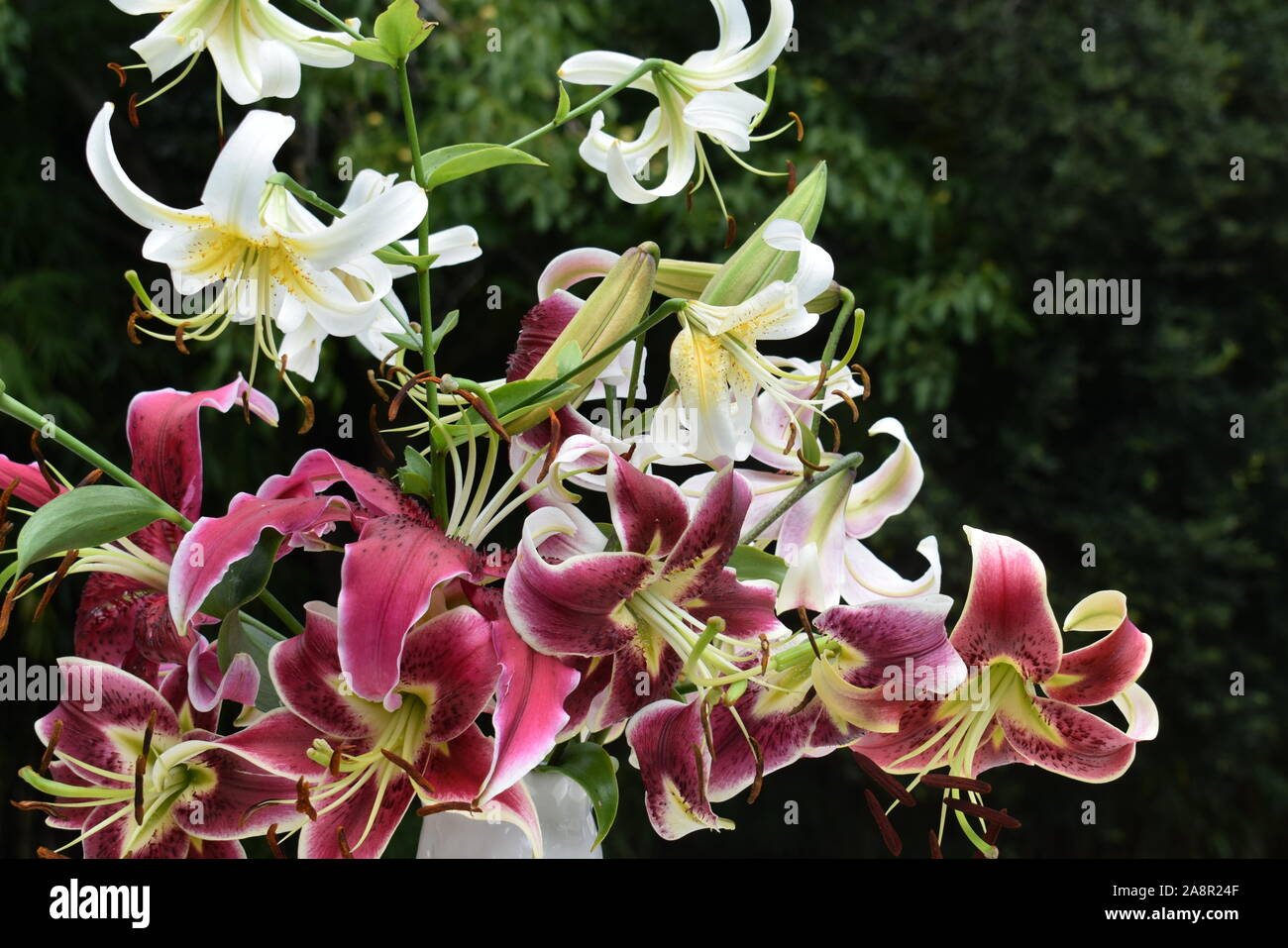 Bouquet de Lys Mlle Feya, Schéhérazade et Lady Alice Banque D'Images