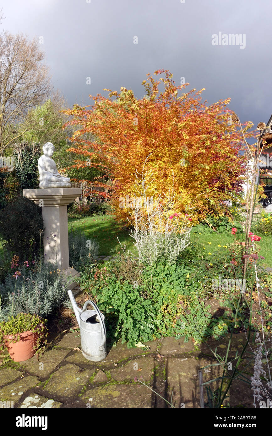 Japanischer oder Ahorn Thunbergs Fächer-Ahorn (Acer japonicum) dans prächtigem Herbstlaub Banque D'Images