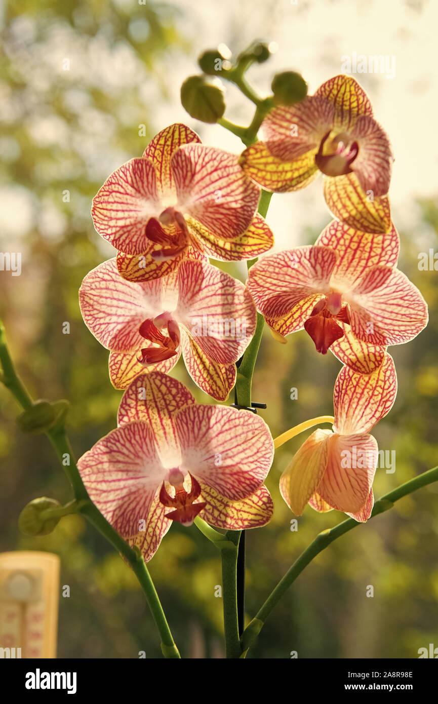 Orchidée Phalaenopsis. Concept Floral. Astuces d'orchidées. Comment prendre  soin des orchidées à l'intérieur. La plupart des plantes communément  cultivées. Fleurs orchidées close up. Orchidée fleur fleur rose et jaune  Photo Stock -