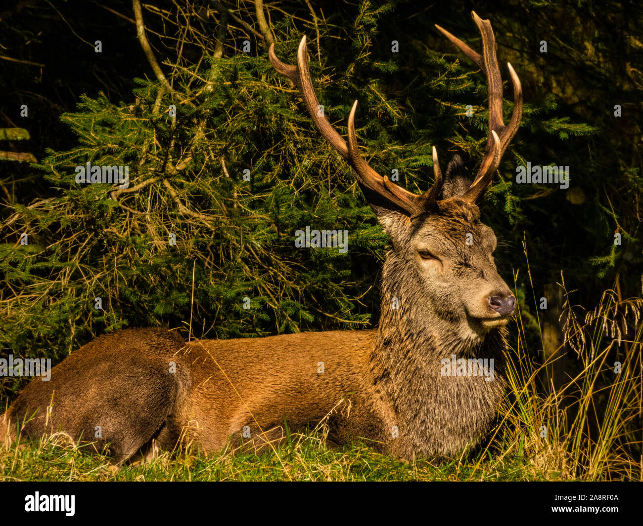 Red Deer dans les bois de l'ouest de la Norvège à l'automne. Banque D'Images