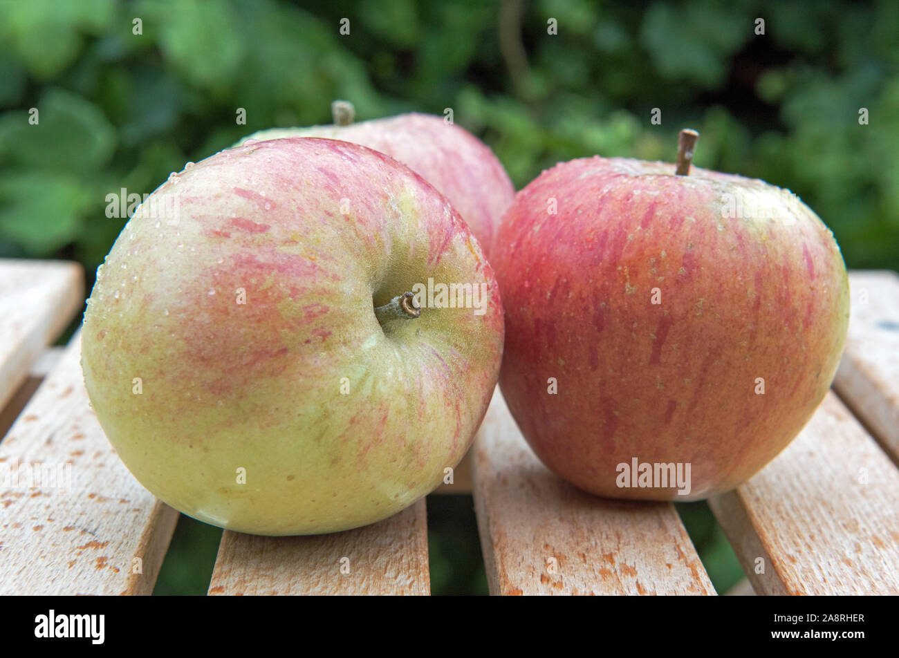 Malus domestica - Arlington Pippin - trois pommes English Heritage Banque D'Images