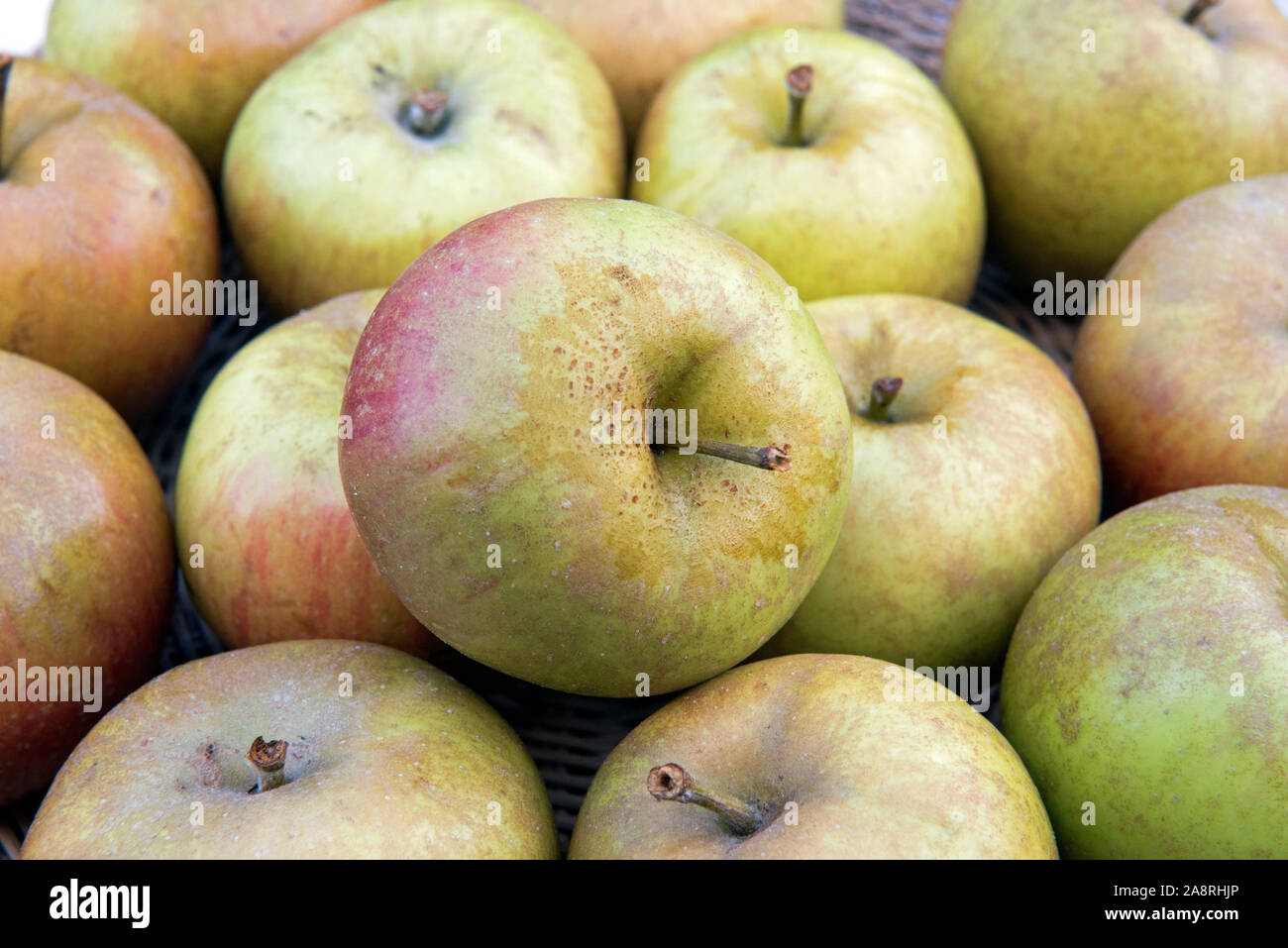 Malus domestica - close-up de pommes du noyau Ashmead récoltés Banque D'Images