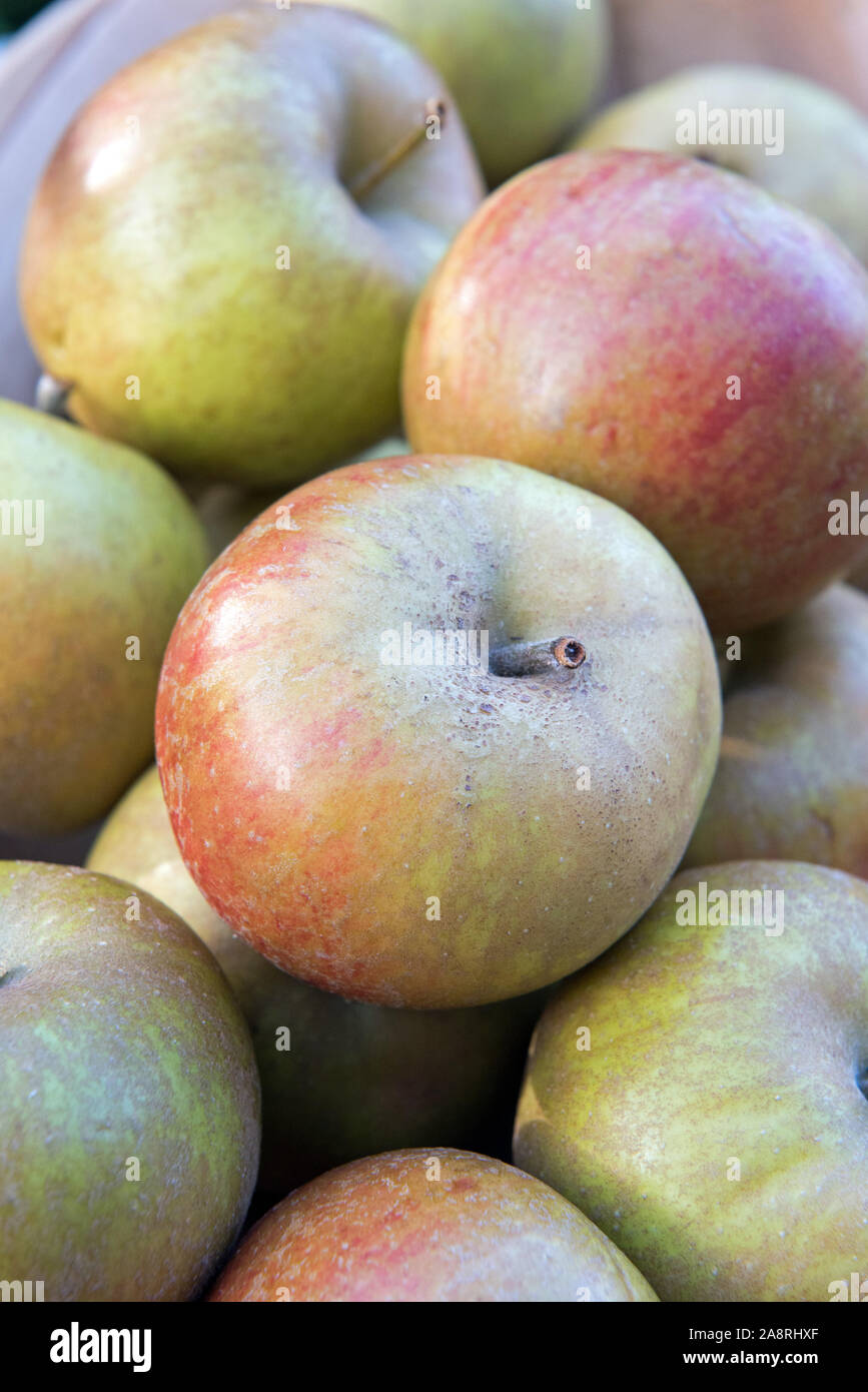 Malus domestica - récolte des pommes, du noyau Ashmead Octobre. Banque D'Images