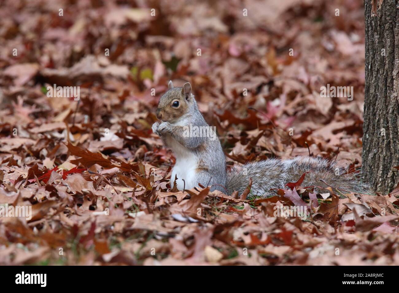 Un écureuil gris pour trouver de la nourriture à l'automne Banque D'Images