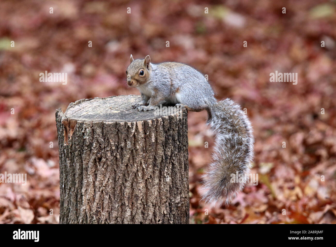 Un écureuil gris assis sur une souche à l'automne Banque D'Images