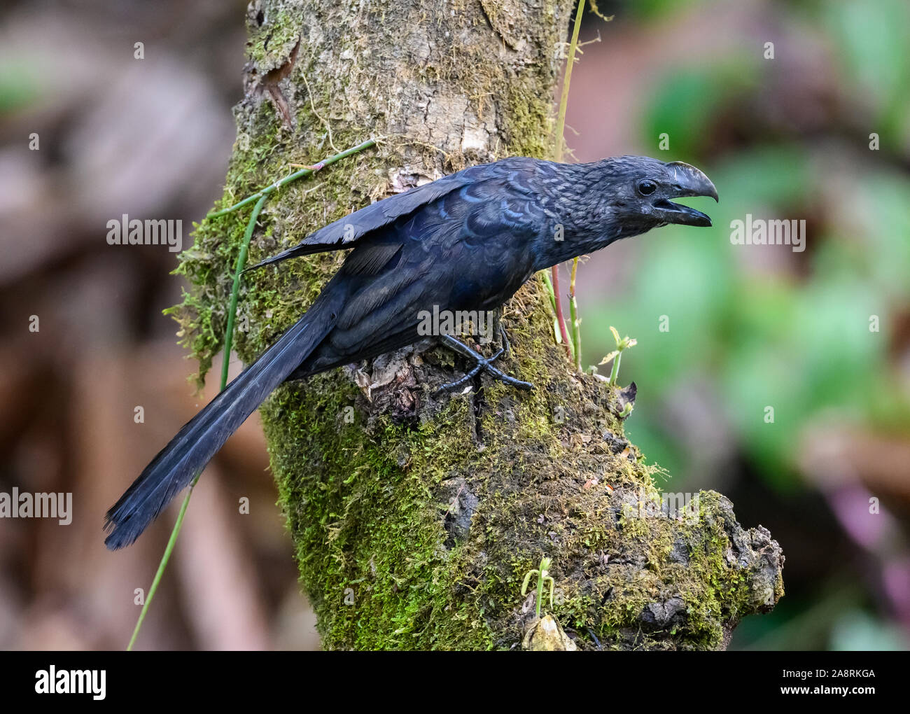 Un Ani à bec lisse (Crotophaga ani) sur un tronc d'arbre. Bahia, Brésil, Amérique du Sud. Banque D'Images