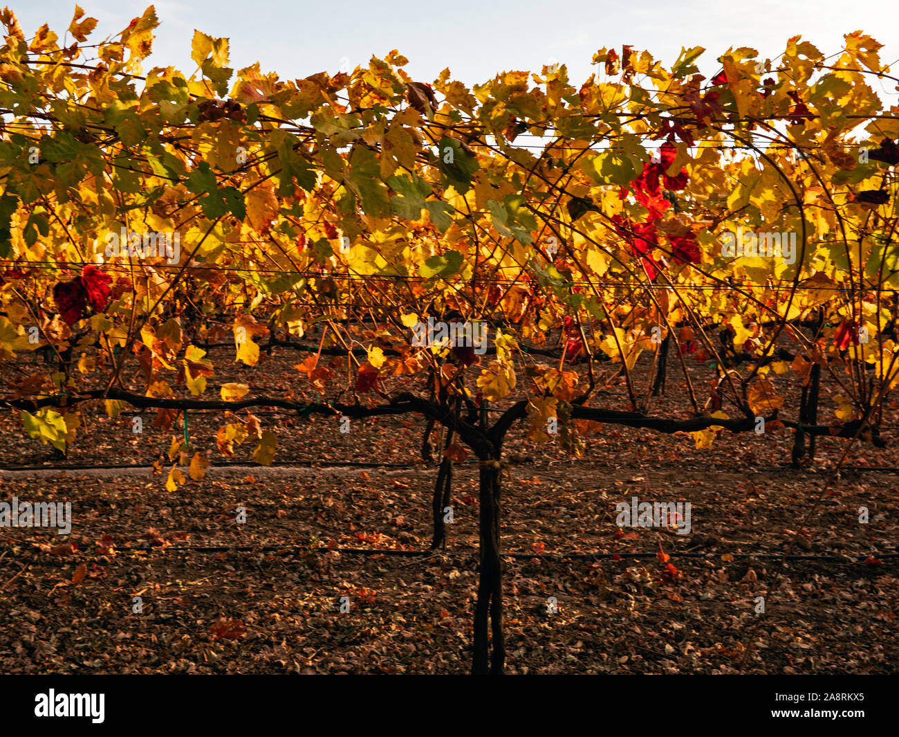 La couleur de l'automne dans un vignoble, Californie Banque D'Images