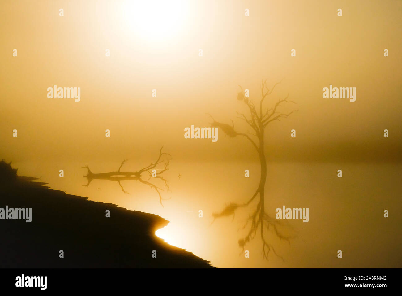 Image d'un lac et un arbre avec le lever du soleil en rétro-éclairage Banque D'Images