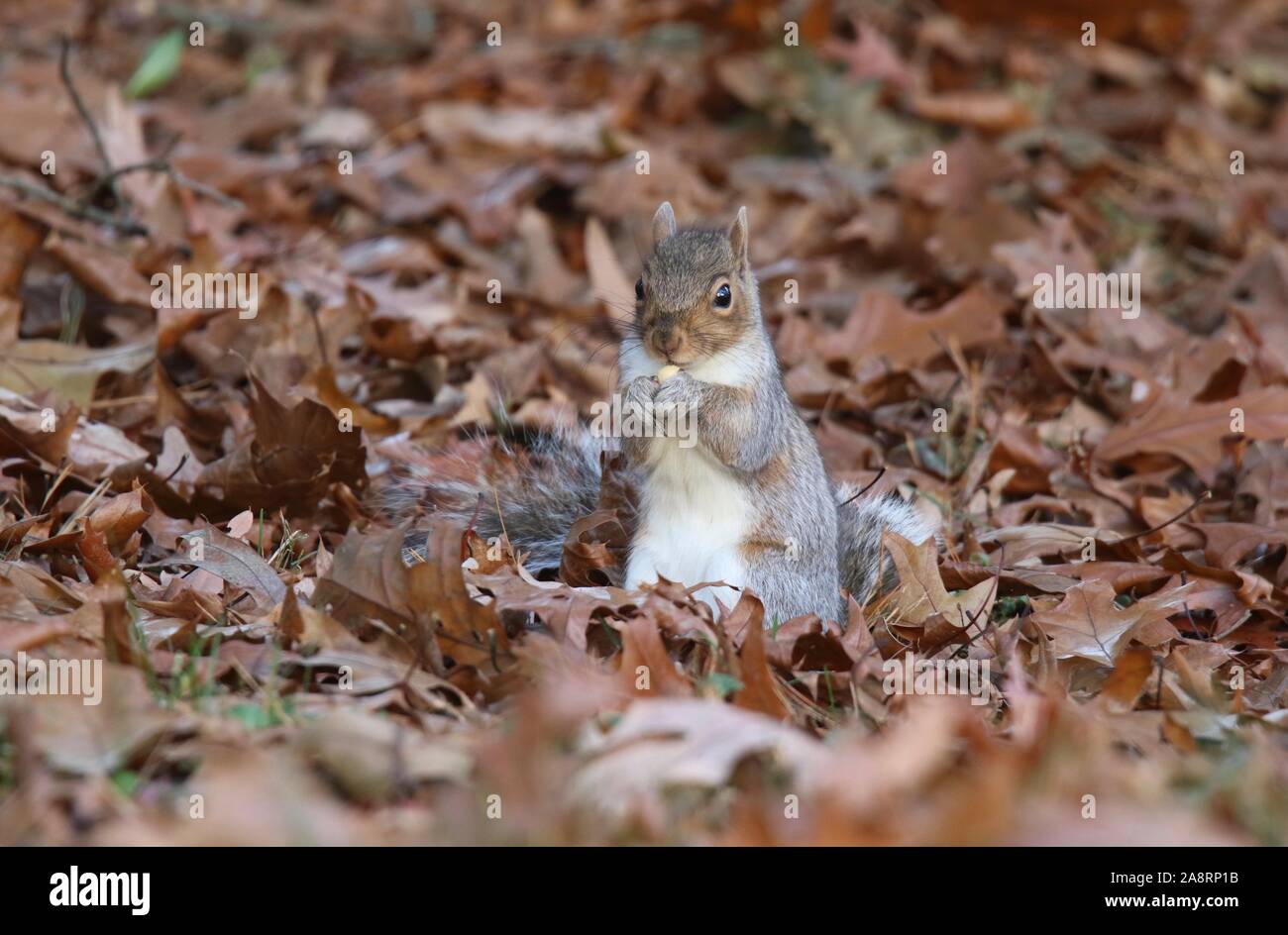 Un écureuil gris pour trouver de la nourriture dans les feuilles d'automne Banque D'Images