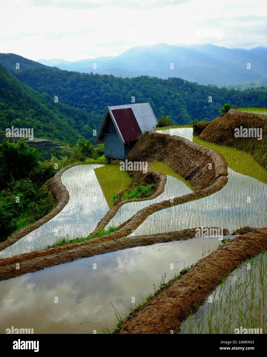 Les terrasses de riz boueux à Bontoc, Mountain Province, Philippines Banque D'Images