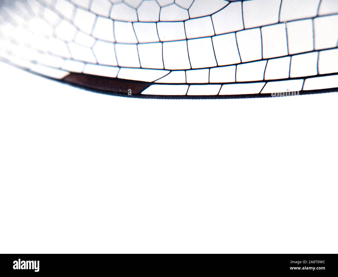 Dragonfly wing close up avec arrière-plan transparent zoom lattice Banque D'Images