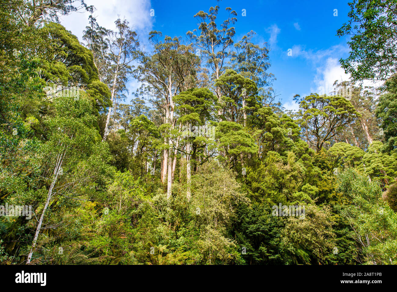 Une ouverture dans le couvert forestier le long Turtons la voie, d'Otway National Park, Victoria, Australie Banque D'Images