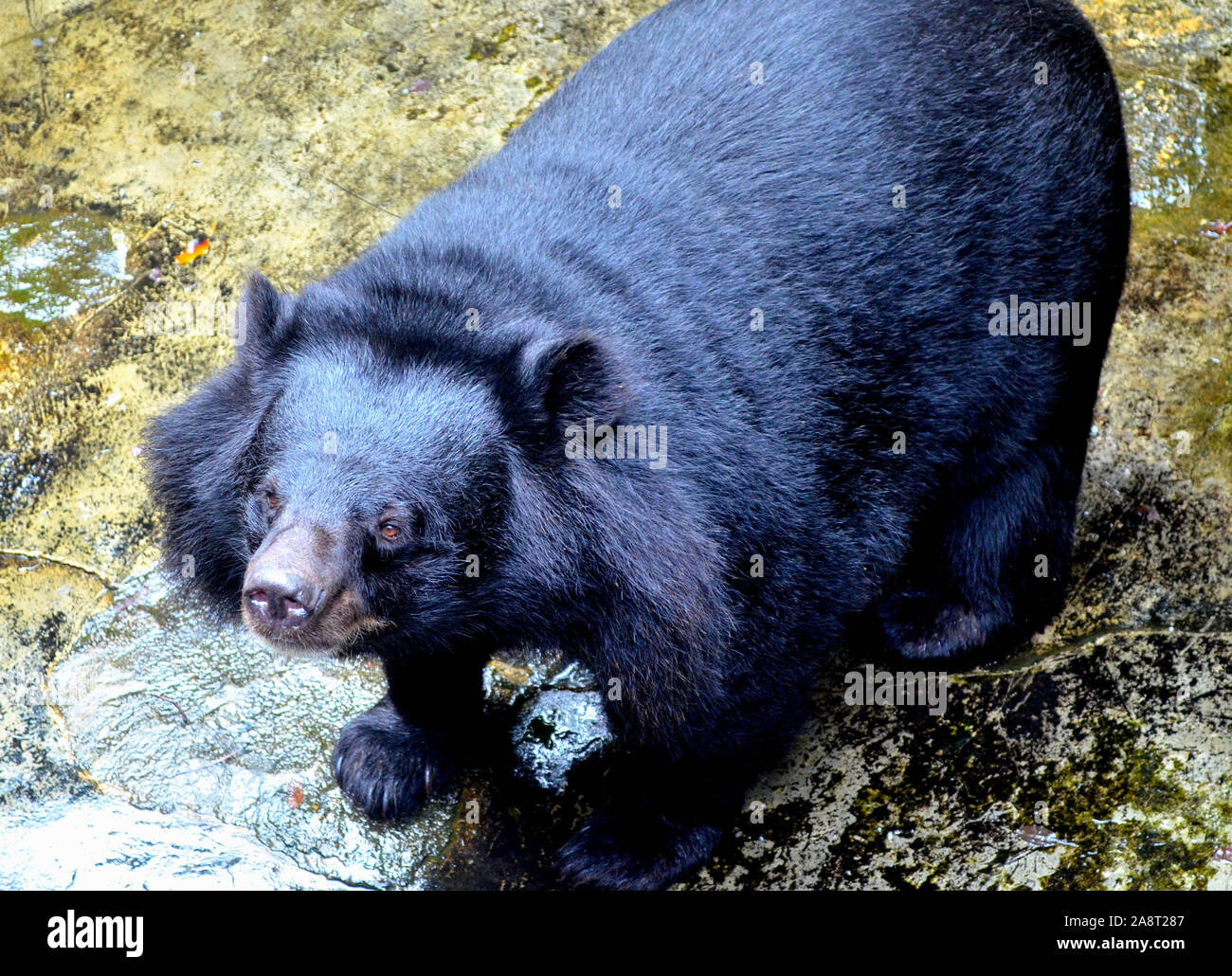 Ours Noir Asiatique Banque D Image Et Photos Alamy