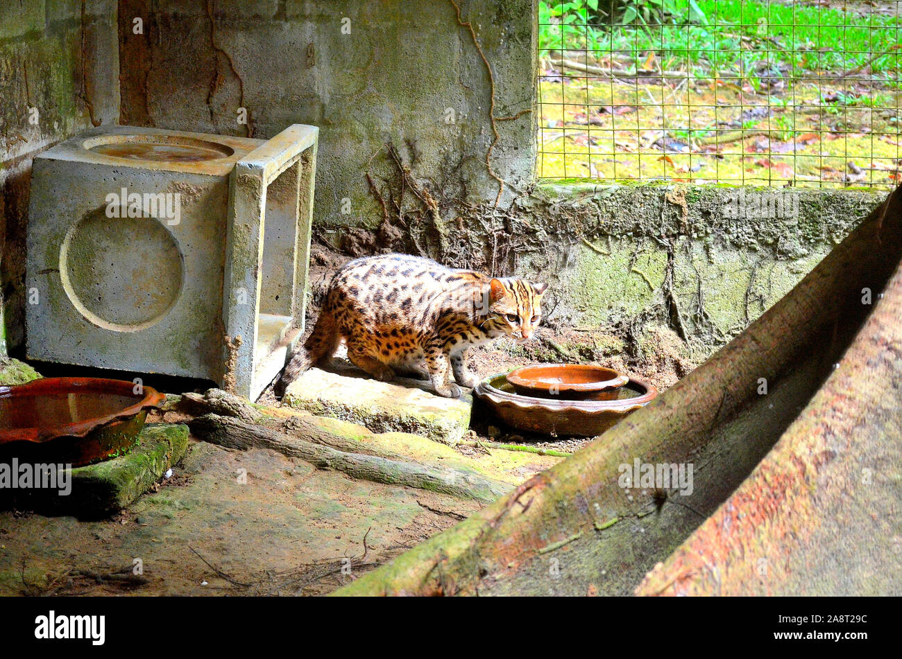 Un chat-léopard au centre d'élevage de Phang Nga Phang Nga en Thaïlande Asie Banque D'Images