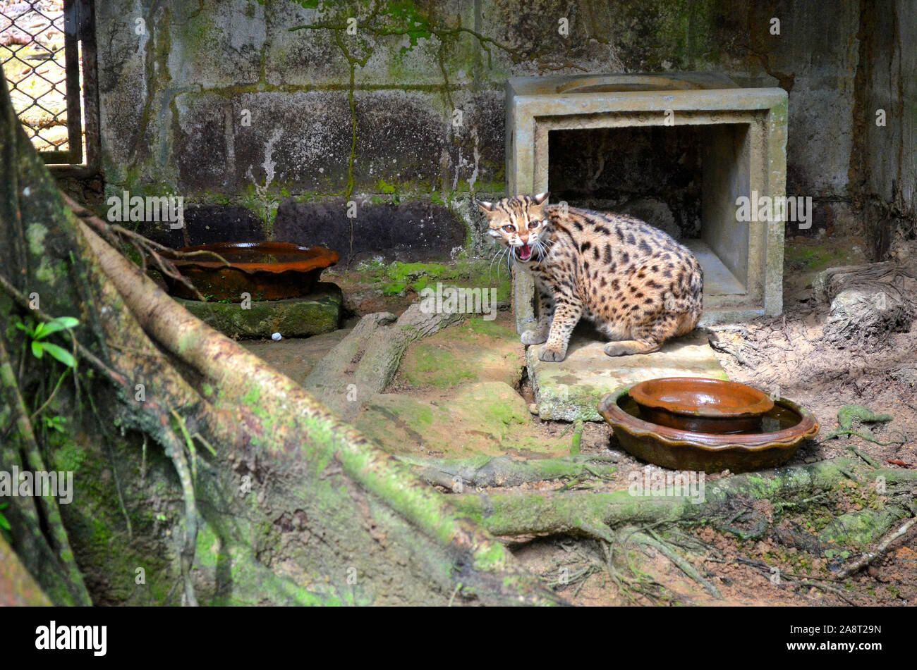Un chat-léopard au centre d'élevage de Phang Nga Phang Nga en Thaïlande Asie Banque D'Images