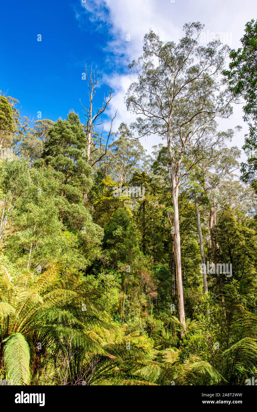 Une ouverture dans le couvert forestier le long Turtons la voie, d'Otway National Park, Victoria, Australie Banque D'Images