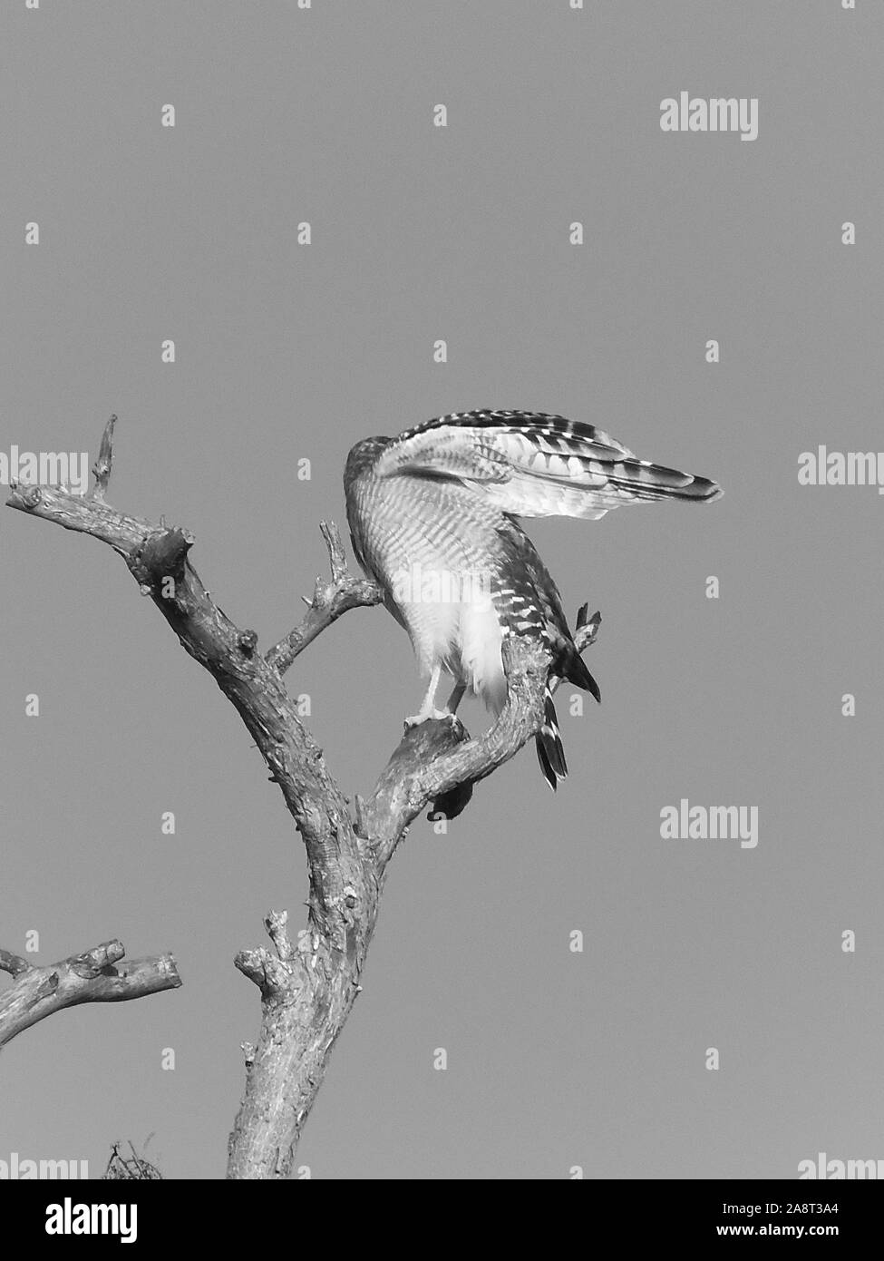 J'ai créé cette image d'un cercle à la Buse à épaulettes (B Bar Réserver comme une couleur photographie de la faune, puis converti en noir et blanc. Banque D'Images