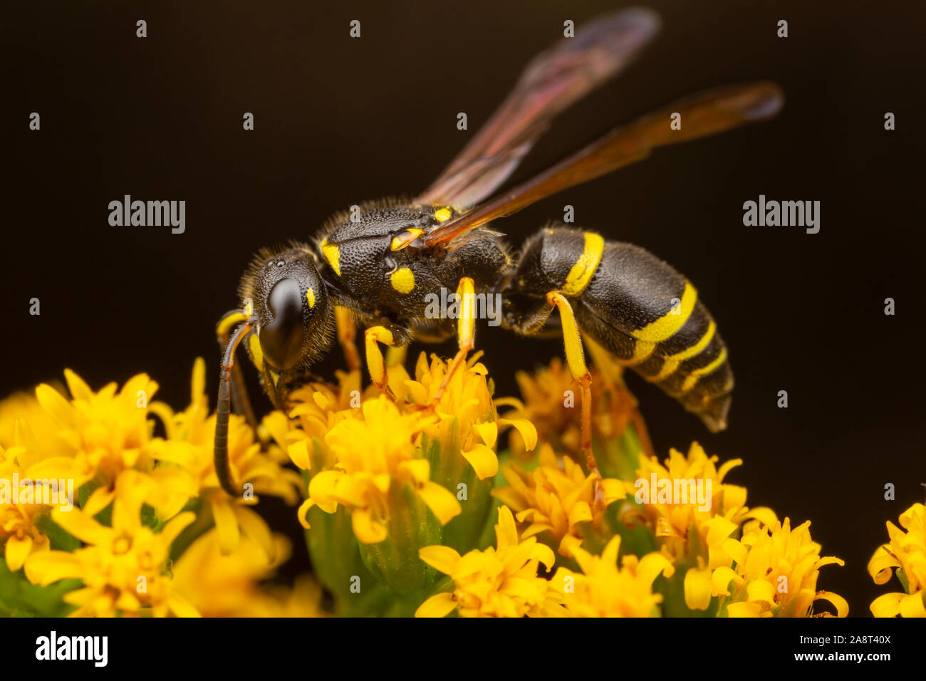 Une guêpe Potter (adiabatus Ancistrocerus) recherche de nectar sur la verge d'une fleur. Banque D'Images