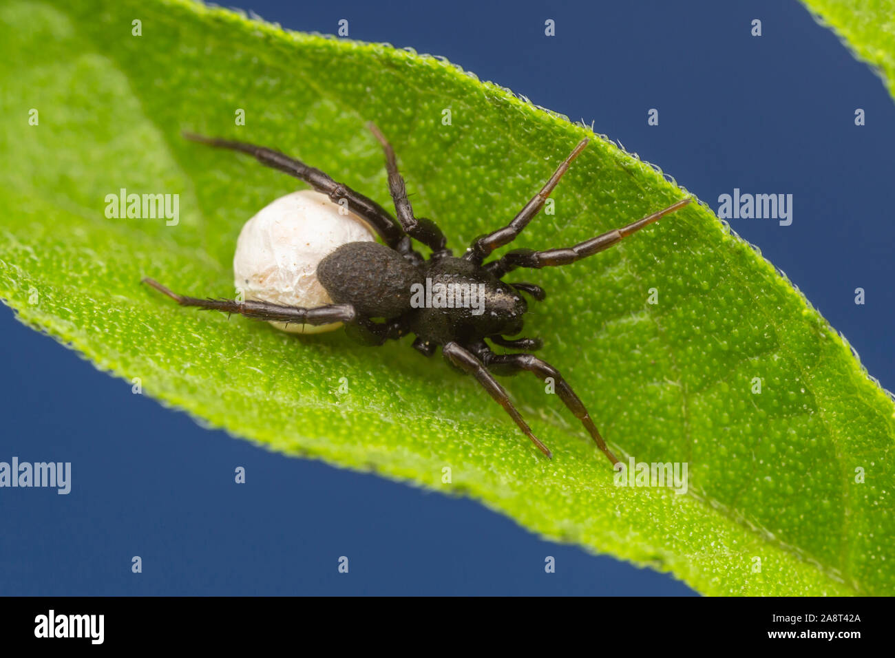 Oeufs D Araignees Banque D Image Et Photos Alamy
