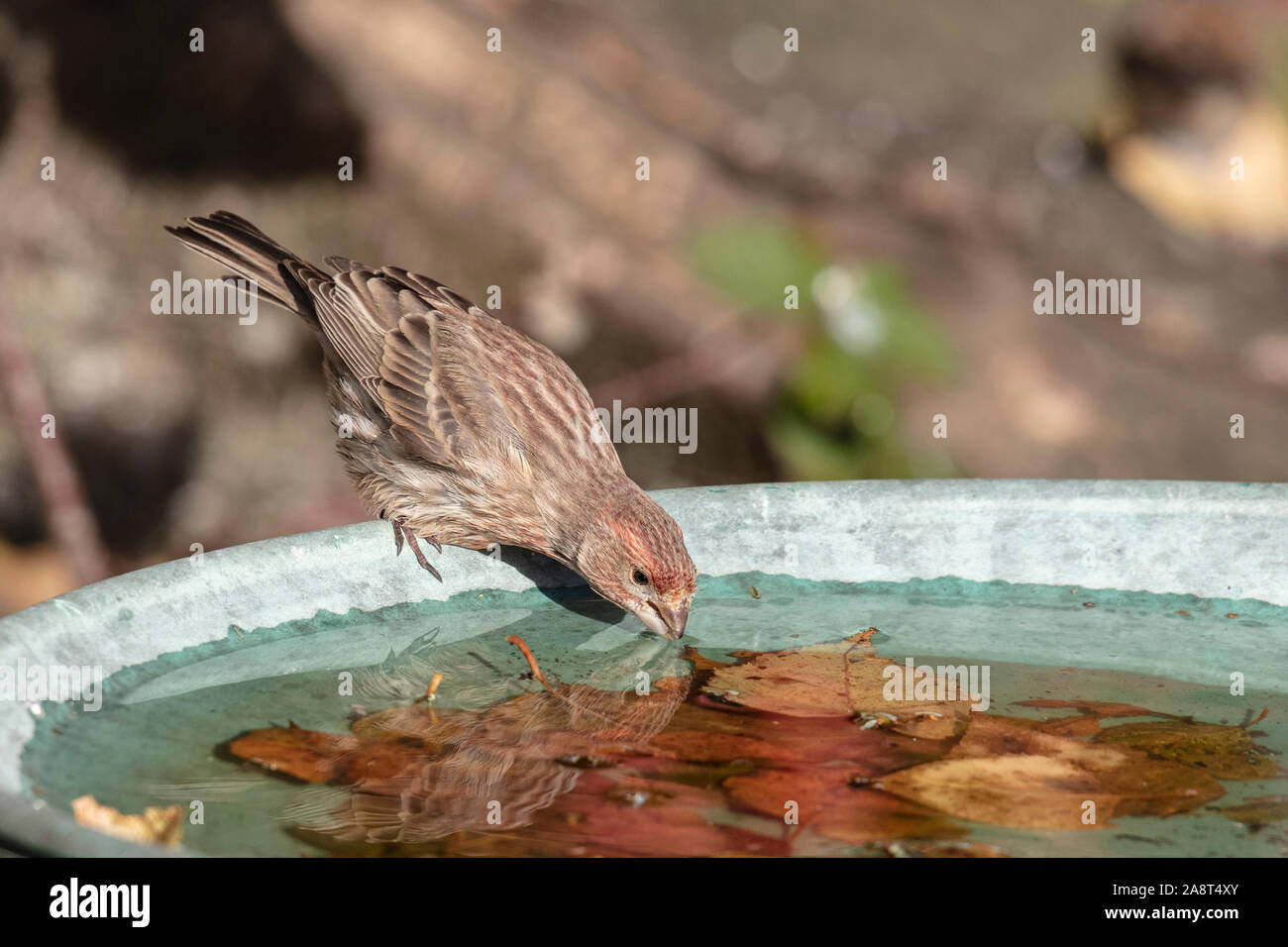 Un roselin familier boit de l'eau close up Banque D'Images
