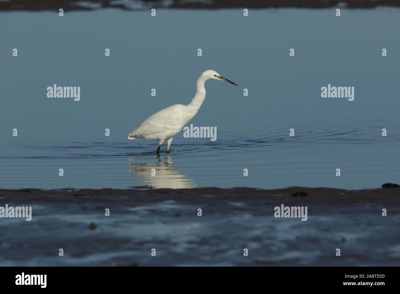 Un joli l'aigrette garzette, Egretta garzetta, se nourrissant dans les rochers à marée basse sur une plage de Norfolk. Banque D'Images