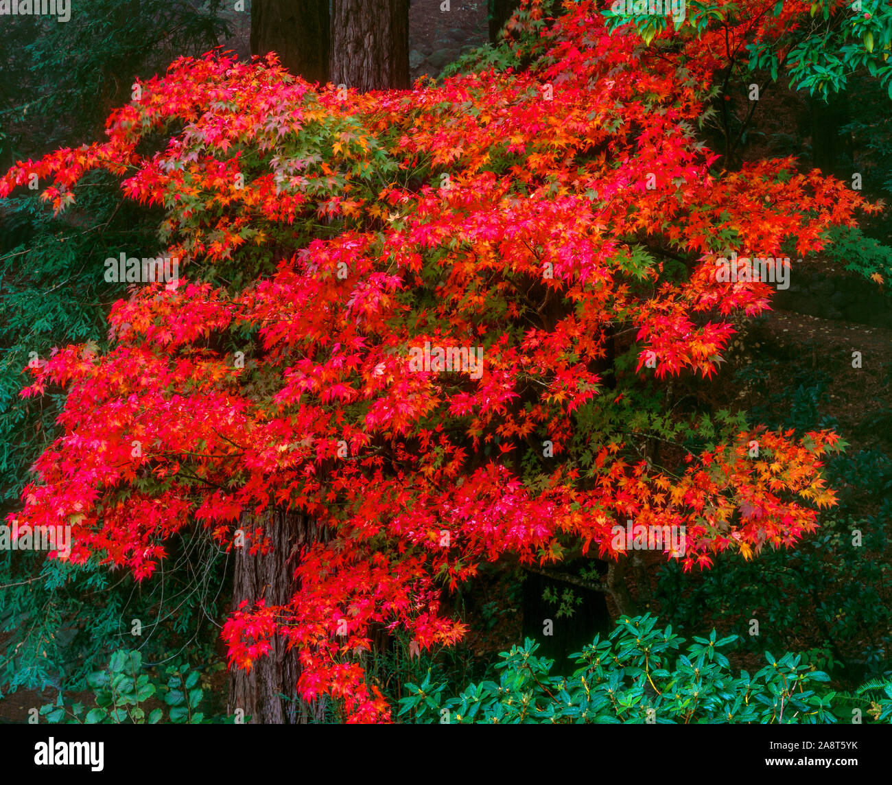 Japanese Maple, Acer palmatum, Fern Canyon Jardin, Mill Valley, Californie Banque D'Images