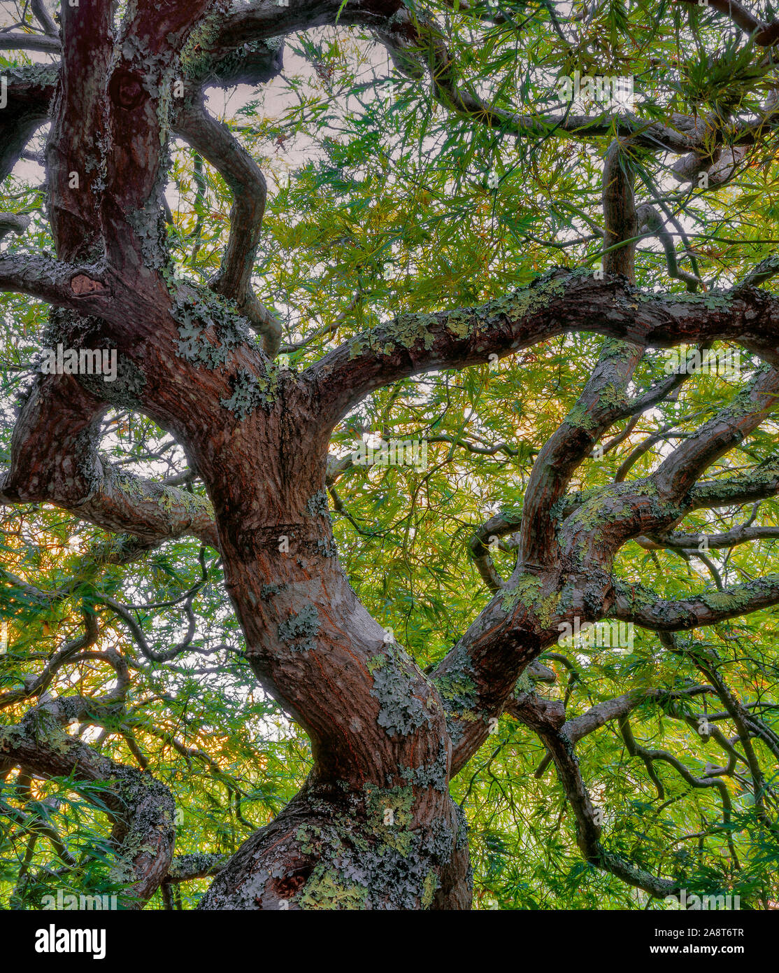 Japanese Maple Leaf, la dentelle, Acer palmatum, Fern Canyon, Mill Valley, Californie Banque D'Images