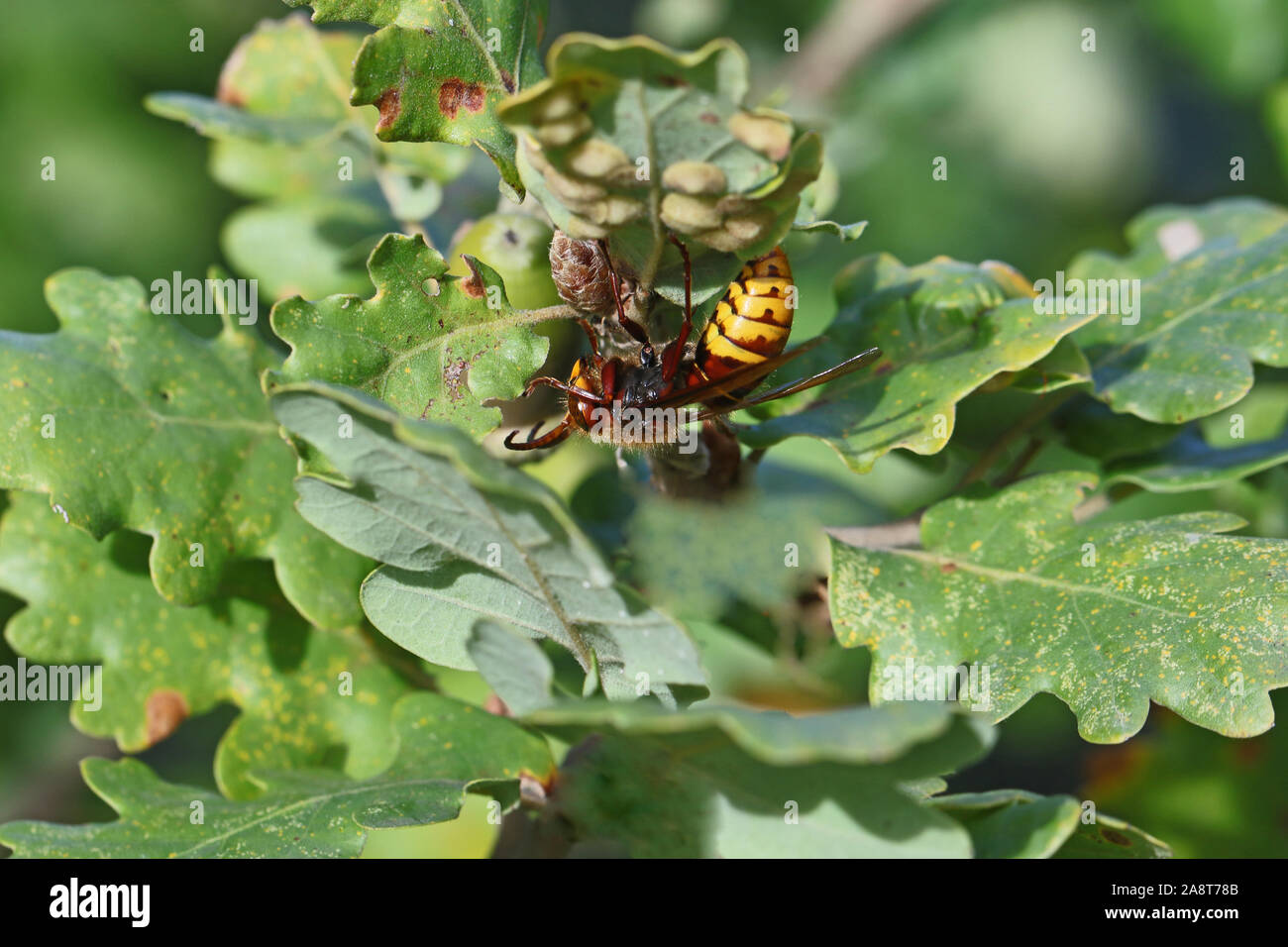 Européenne massive de l'hornet Vespa crabro également appelé calabrone ramper sur une feuille de chêne Quercus d'Amérique latine à l'automne ou à l'automne en Italie Banque D'Images