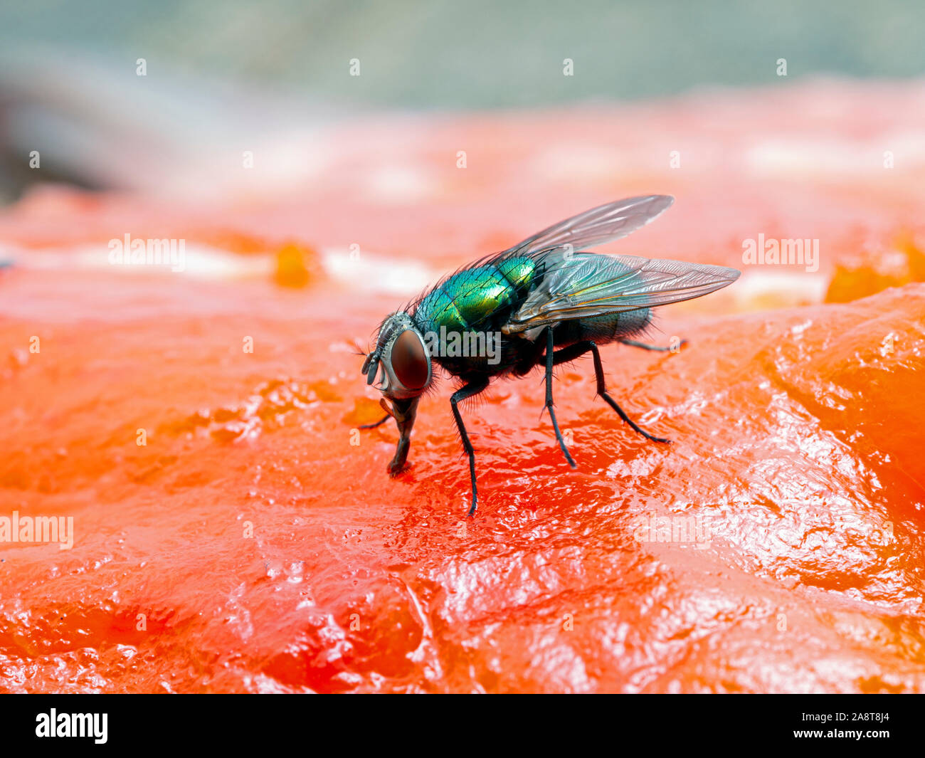 Greenbottle commun, calliphoridés Lucilia sericata, se nourrissant d'une carcasse de saumon rouge. Vue de côté. Cette belle espèce est commune verte irisée restaur Banque D'Images