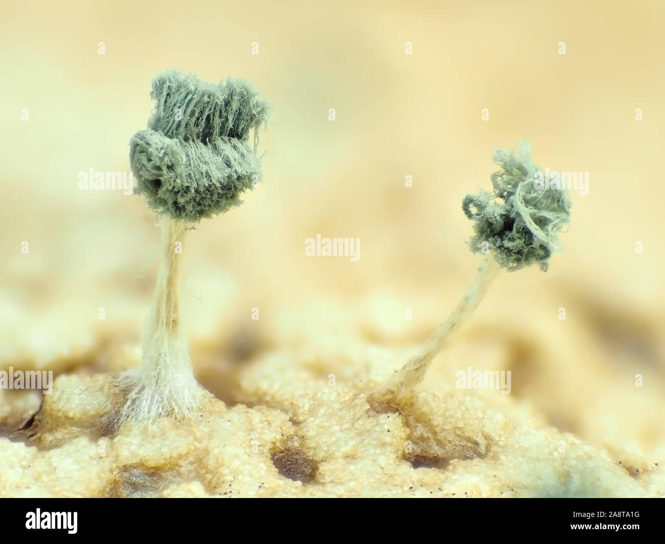 Microphotographie de moule, Aspergillus sp., probablement à propos de 1,5 mm de hauteur, sur une prune seed Banque D'Images