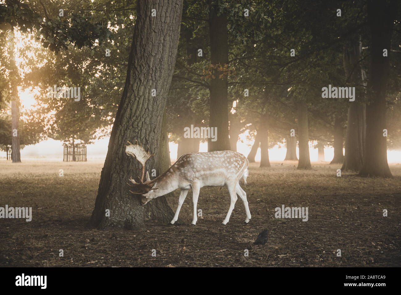Une famille red deer stag dans les bois de Bushy Park, Londres en Angleterre, il y a une belle auréole de lumière de l'aube. Prise sur Banque D'Images