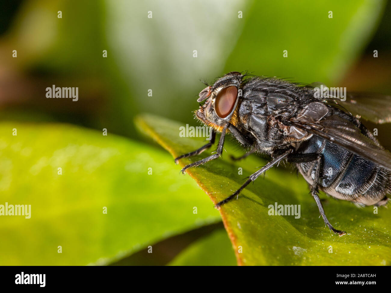 Une mouche sur une feuille verte Banque D'Images