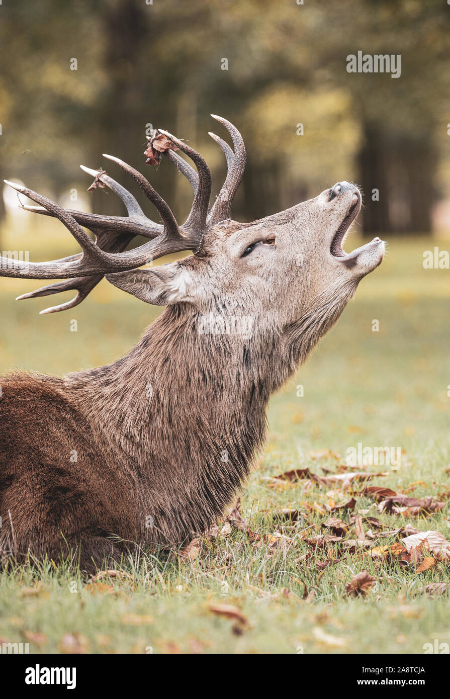 Une famille red deer stag appelant dans les bois du Bushy Park, Londres, en Angleterre. Pris un froid et brumeux matin d'automne au cours de saison du rut Banque D'Images