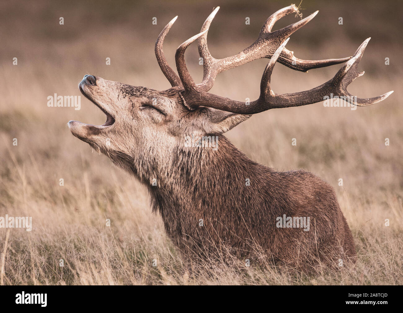 Une famille red deer stag appelant dans les bois du Bushy Park, Londres, en Angleterre. Pris un froid et brumeux matin d'automne au cours de saison du rut Banque D'Images