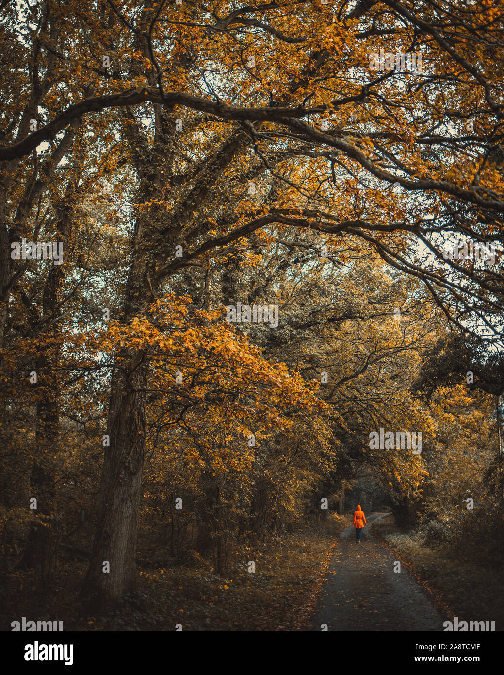 Une personne dans un imperméable marche dans une voie sombre dans les bois du comté de Berkshire en Angleterre durant la saison d'automne Banque D'Images