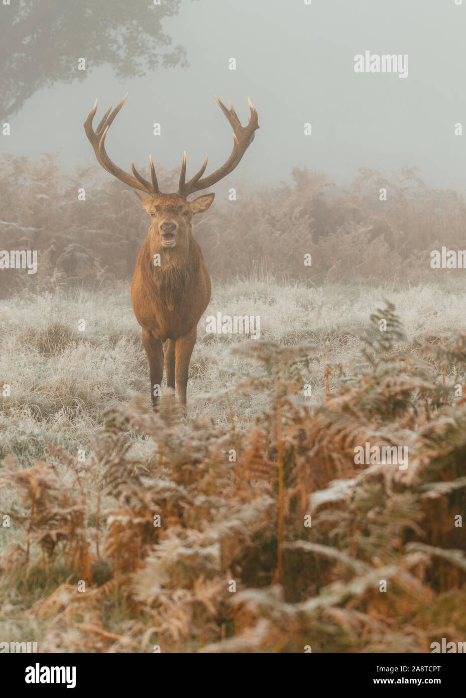 Une famille red deer stag dans les bois de Bushy Park, Londres Angleterre, pris un matin froid et brumeux de l'automne au cours de saison du rut Banque D'Images
