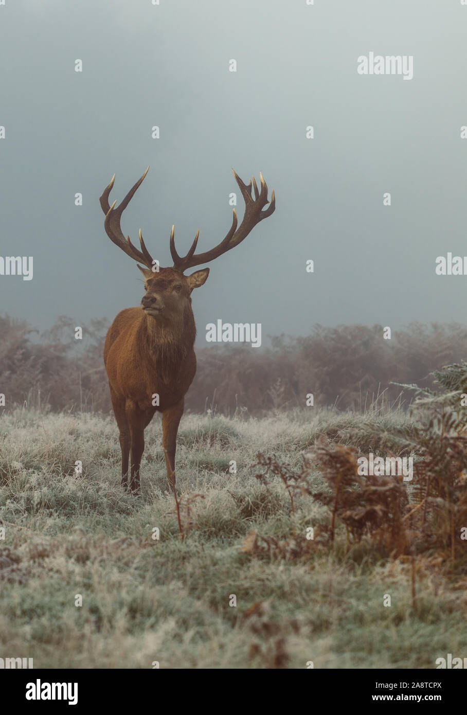 Une famille red deer stag dans les bois de Bushy Park, Londres Angleterre, pris un matin froid et brumeux de l'automne au cours de saison du rut Banque D'Images