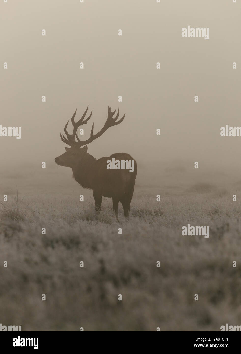 Une famille red deer stag dans les bois de Bushy Park, Londres Angleterre, pris un matin froid et brumeux de l'automne au cours de saison du rut Banque D'Images