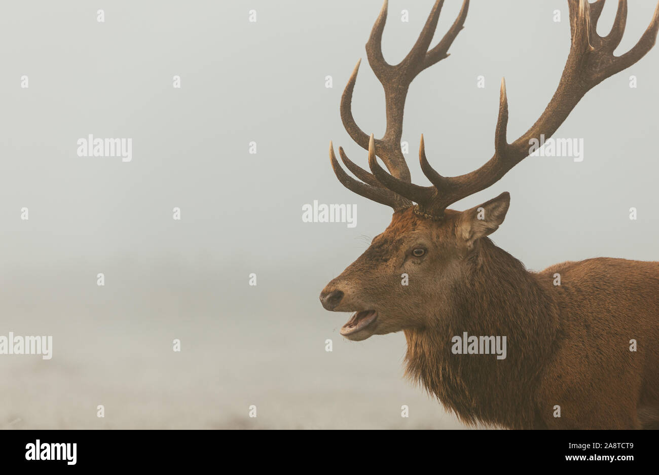 Une famille red deer stag dans les bois de Bushy Park, Londres Angleterre, pris un matin froid et brumeux de l'automne au cours de saison du rut Banque D'Images