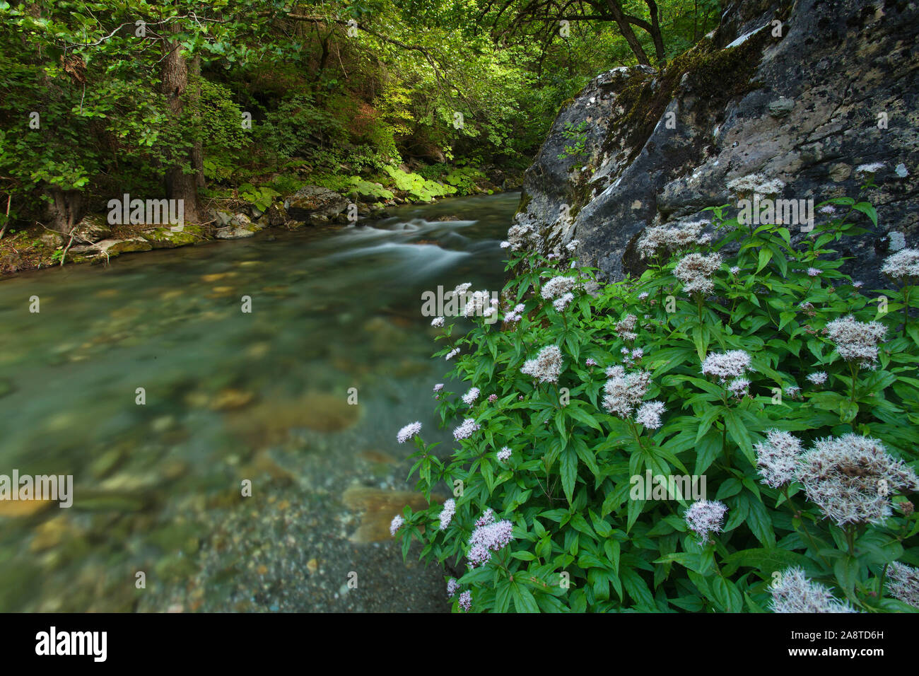 La rivière Radika, parc national de Mavrovo en Macédoine Banque D'Images