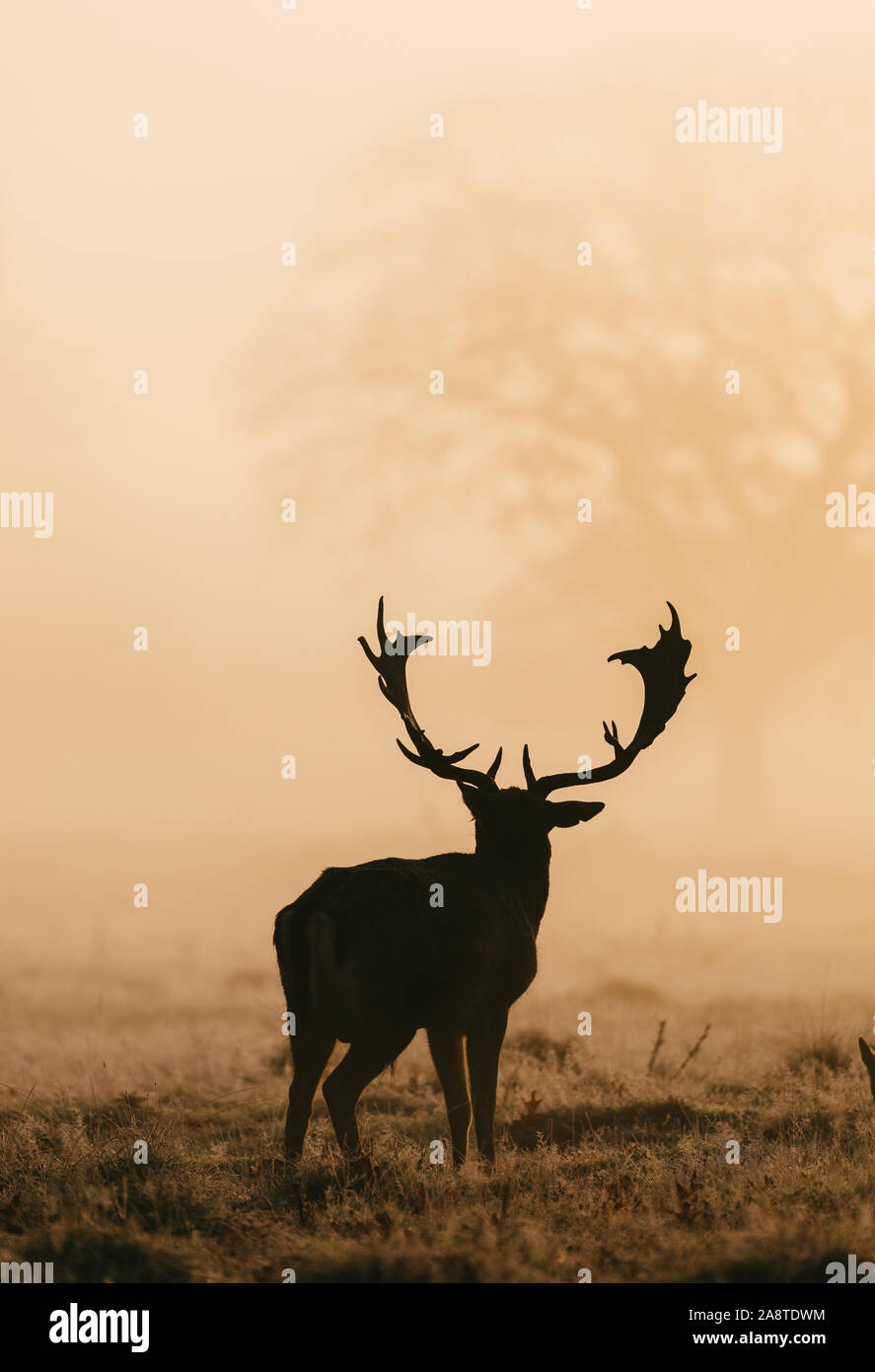 Silhouette d'un cerf rouge cerf dans les bois de Bushy Park, Londres en Angleterre, il y a une belle auréole de lumière de l'aube. Prise sur Banque D'Images