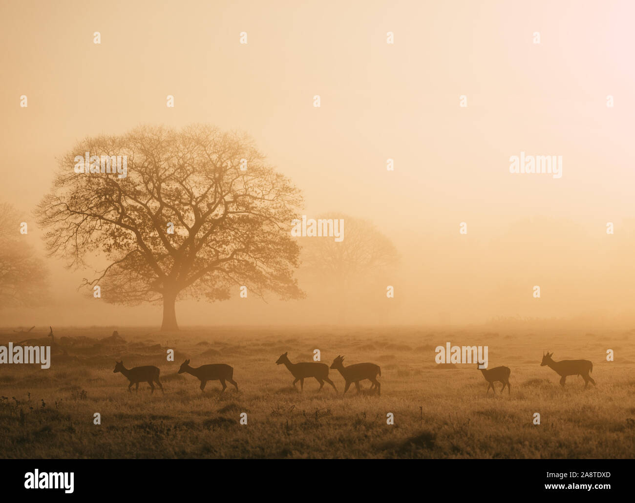 Silhouette d'un troupeau de red deer stag dans les bois de Bushy Park, Londres en Angleterre, il y a une belle auréole de lumière de l'aube. Prise sur Banque D'Images