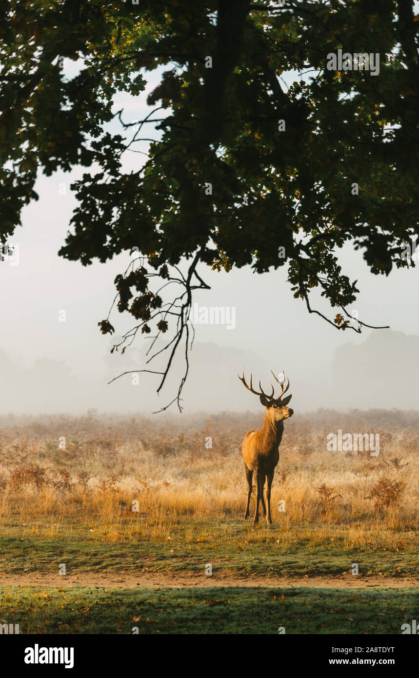 * Une famille red deer stag dans les bois de Bushy Park, Londres Angleterre, pris un matin froid et brumeux de l'automne au cours de saison du rut Banque D'Images