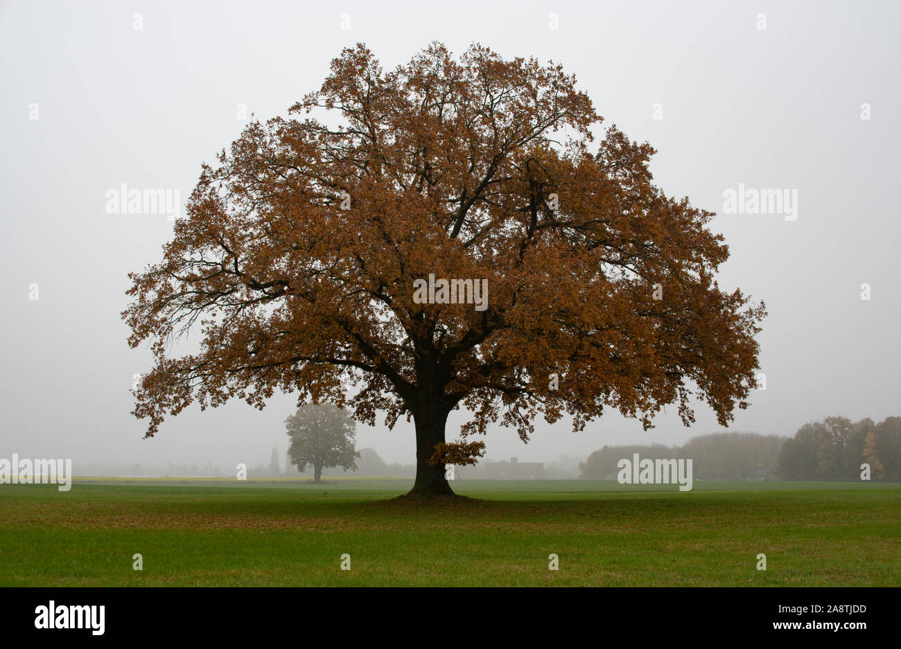 Grand vieux chêne à un foggx matin en automne en Bavière Banque D'Images