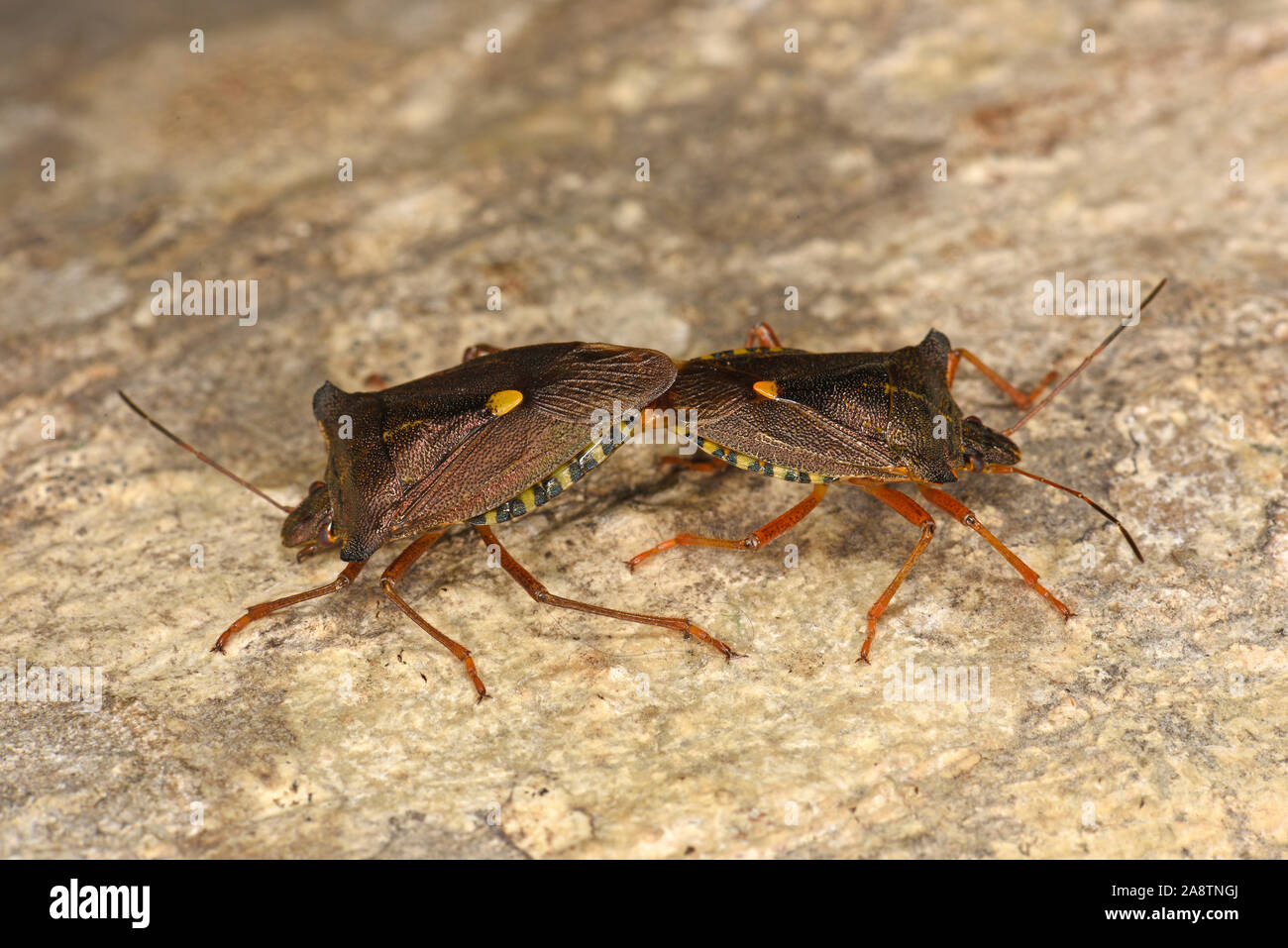 (Pentatoma rufipes forêt Bug) paire l'accouplement sur tronc d'arbre, Pays de Galles, Royaume-Uni, Août Banque D'Images