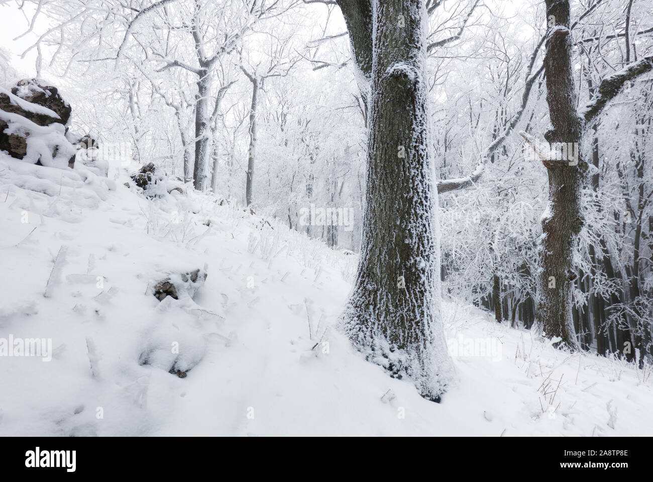 L'hiver en forêt avec le gel et la neige arbres Banque D'Images